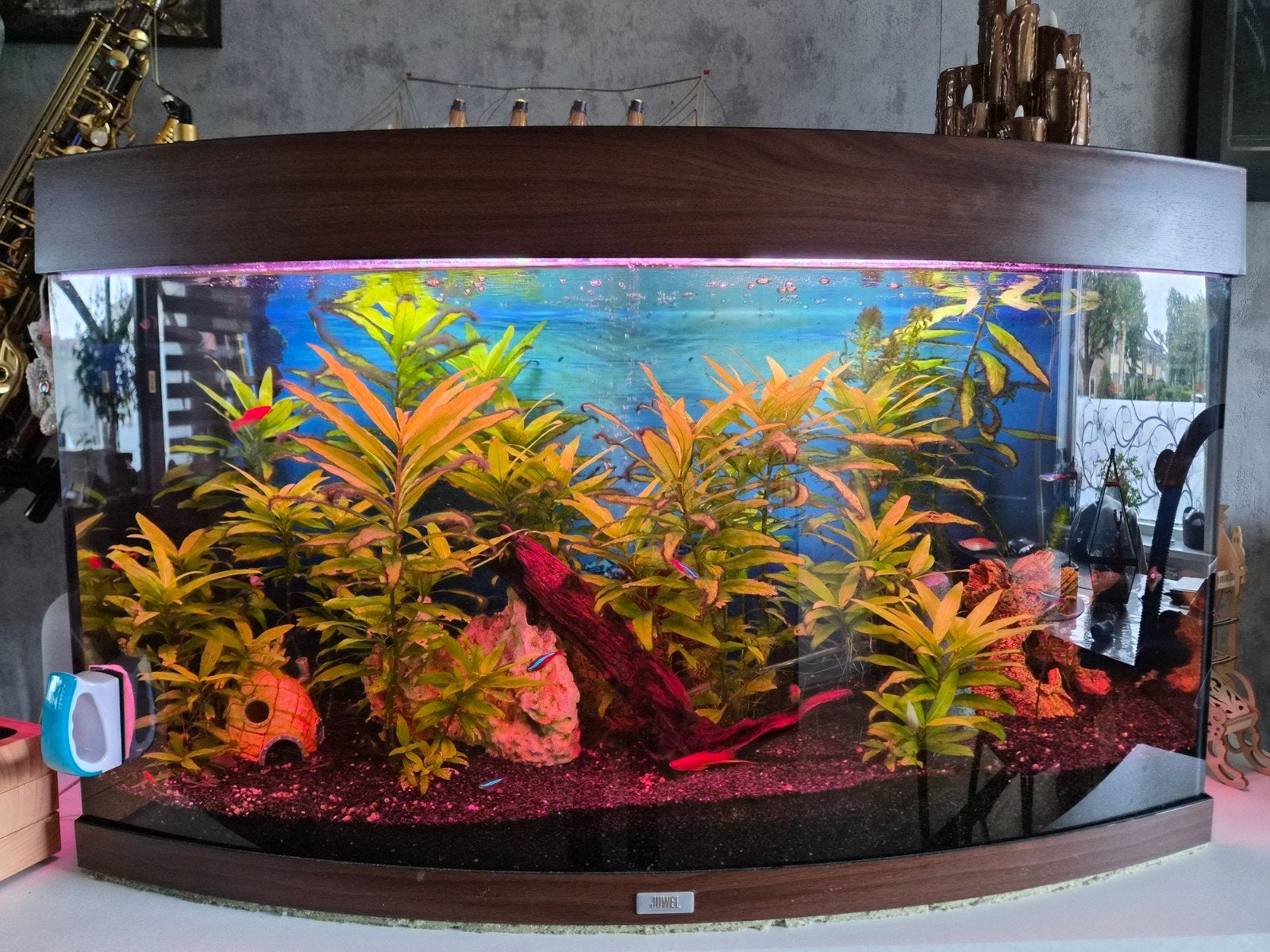Juwel aquarium, Ophalen, Inclusief vissen, Gevuld zoetwateraquarium, Juwel