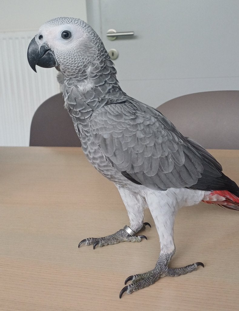 Jonge grijze roodstaart, Dieren en Toebehoren, Vrouwelijk, Papegaai