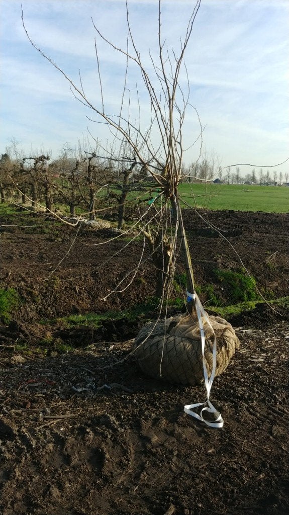 Zwarte Moerbei, Ophalen, Halfschaduw, Overige soorten, Lente
