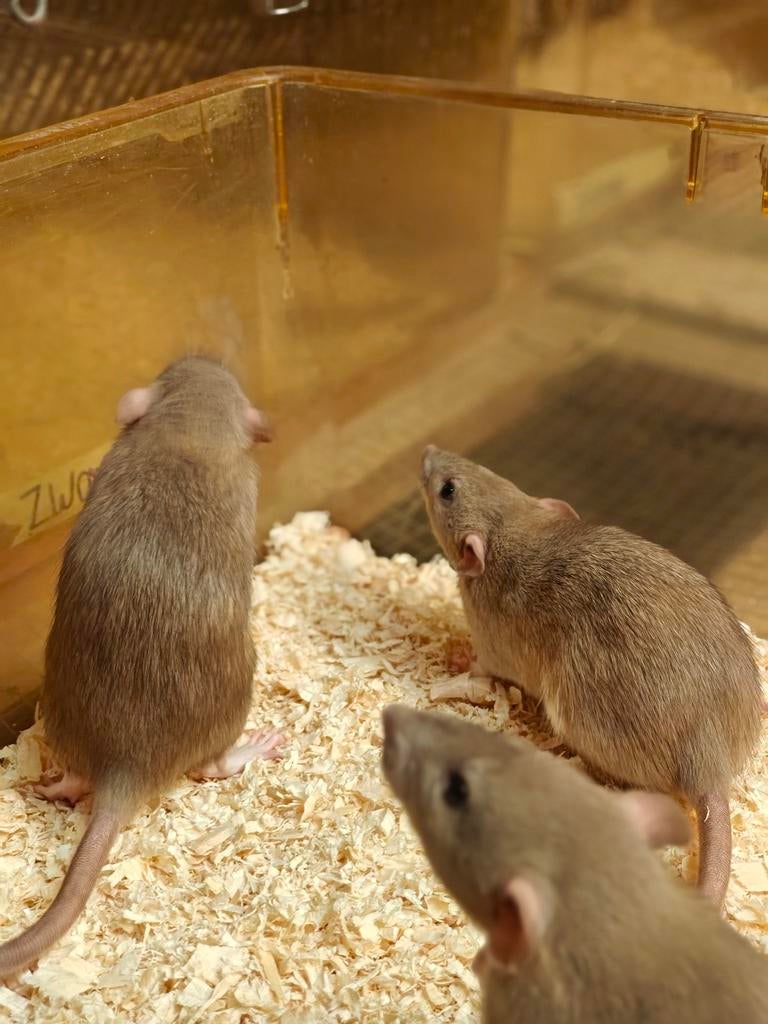 Nog 5 lieve rittens vrouw te koop ::, Dieren en Toebehoren, Knaagdieren, Rat, Maart, Vrouwelijk, Tam