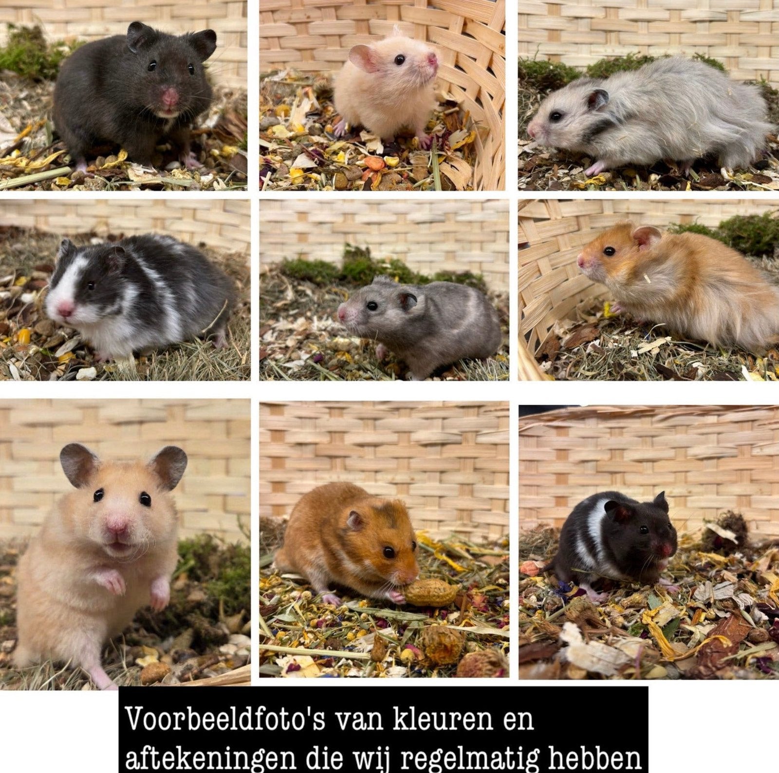JONGE TAMME LIEVE GOUDHAMSTERS (RECHTREEKS VAN DE FOKKER), Dieren en Toebehoren, Hamster, Meerdere dieren, Tam, September