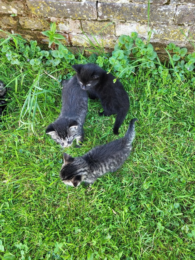 kittens, Meerdere dieren, Kortharig, 0 tot 2 jaar