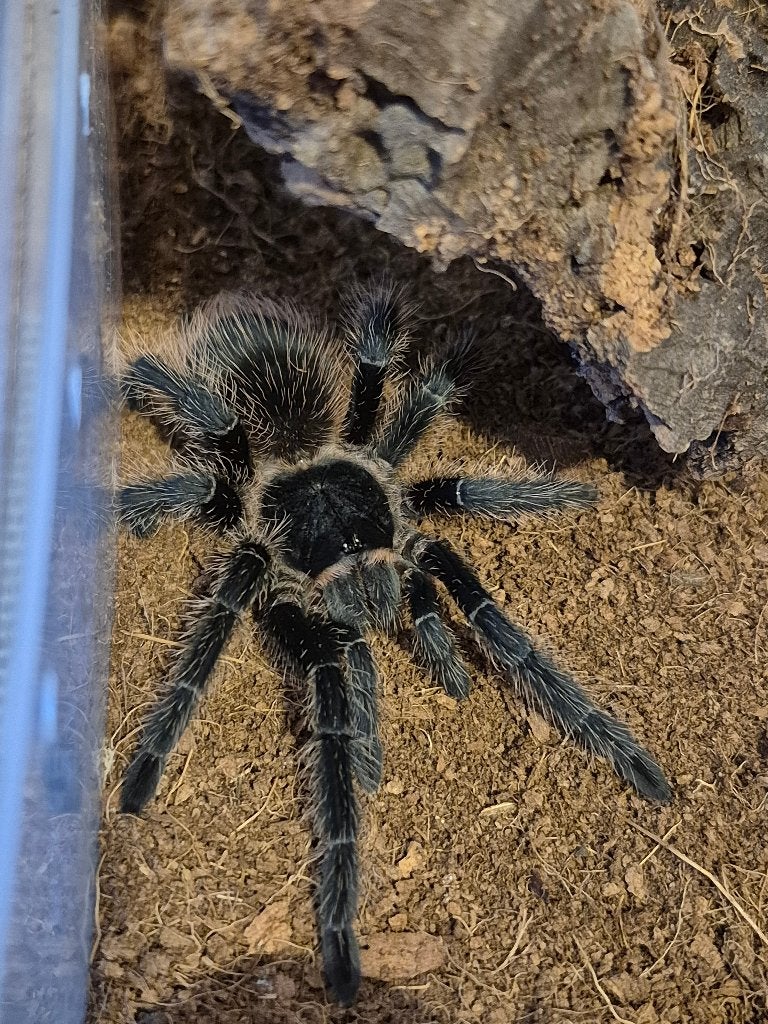 Lasiodora parahybana 1.0, Spin of Schorpioen