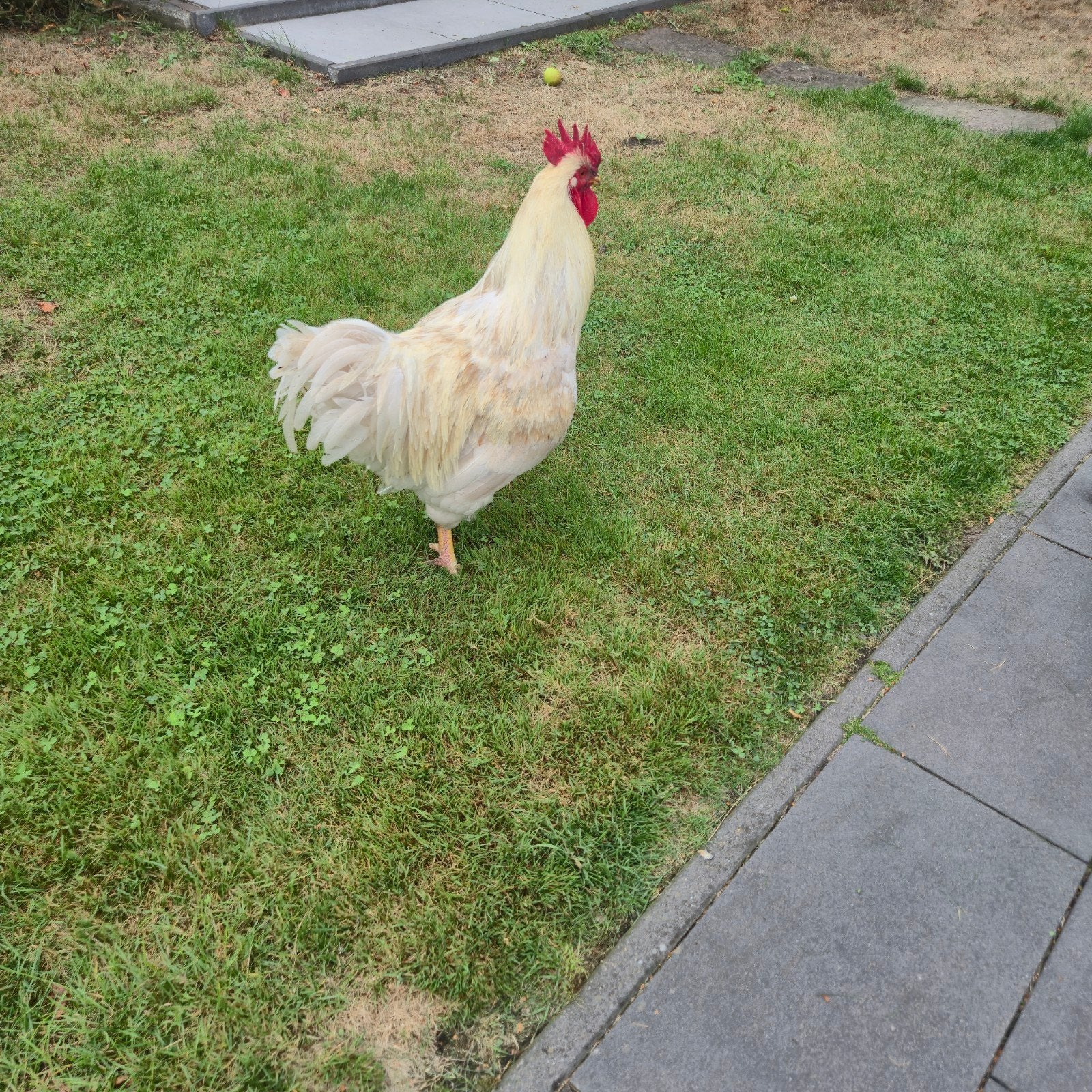 Barnevelder haan, Mannelijk, Kip