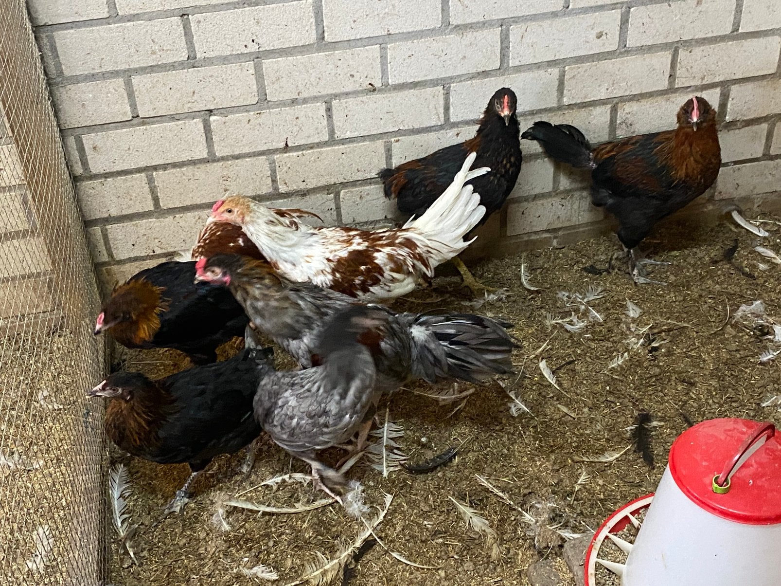 Groenleggers, Meerdere dieren, Kip