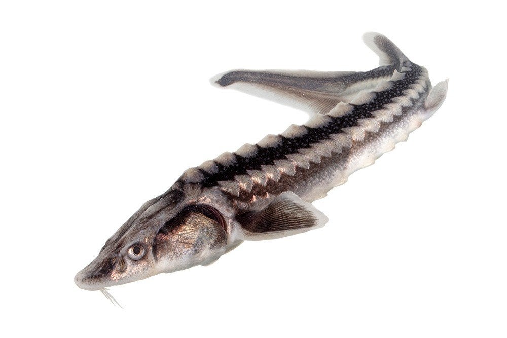 Gezocht: Diamantsteur, Dieren en Toebehoren, Vissen | Vijvervissen, Steur