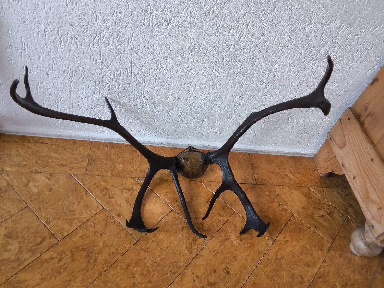 Decoratieve geweien voor wandmontage, Ophalen of Verzenden
