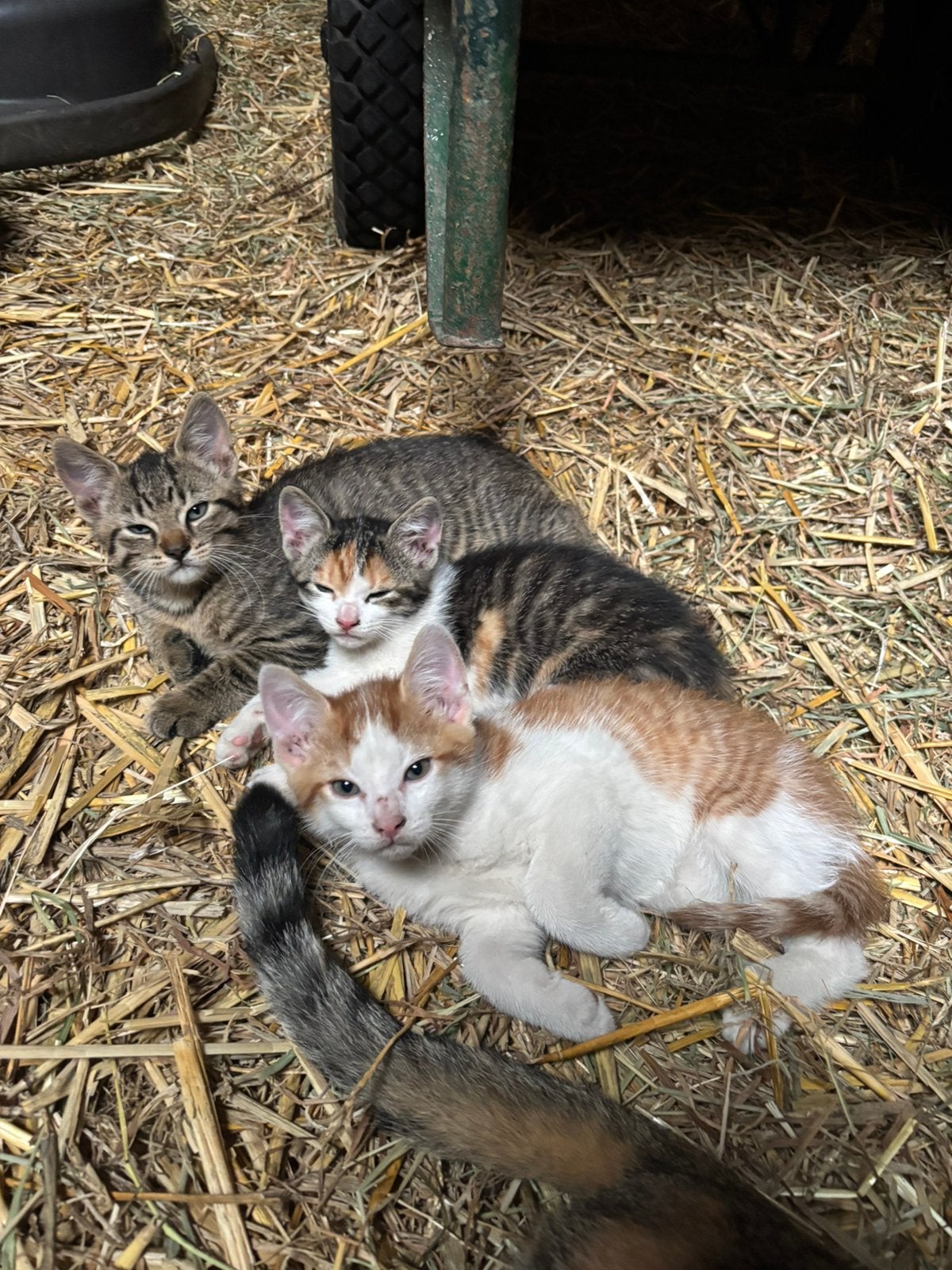 Rood met wit katertje, Kater, Kortharig