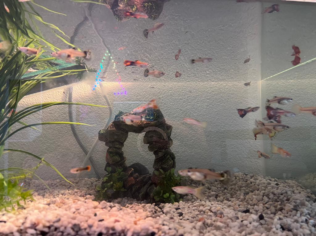 Guppy’s, Vis