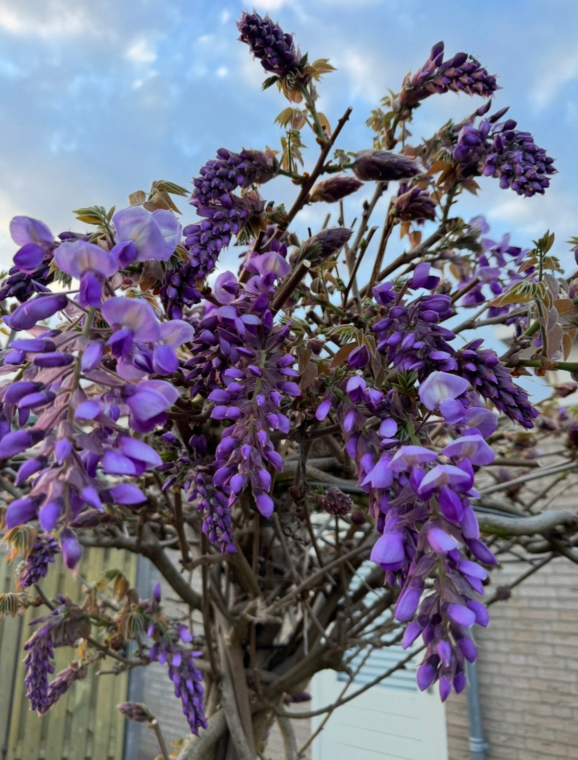 Prachtige Blauwe Regen (Wisteria), Overige soorten, Lente, 100 tot 250 cm, Ophalen