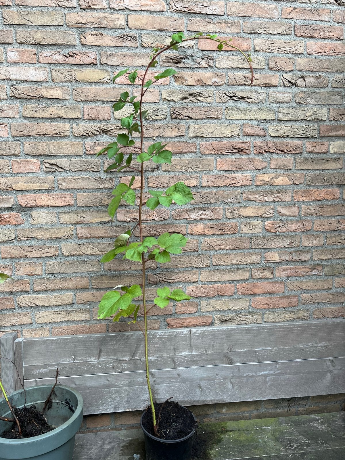 Japanse wijnbes plant - Rubus phoenicolasius, Tuin en Terras, Planten | Tuinplanten, Ophalen, Volle zon, Vaste plant, Zomer