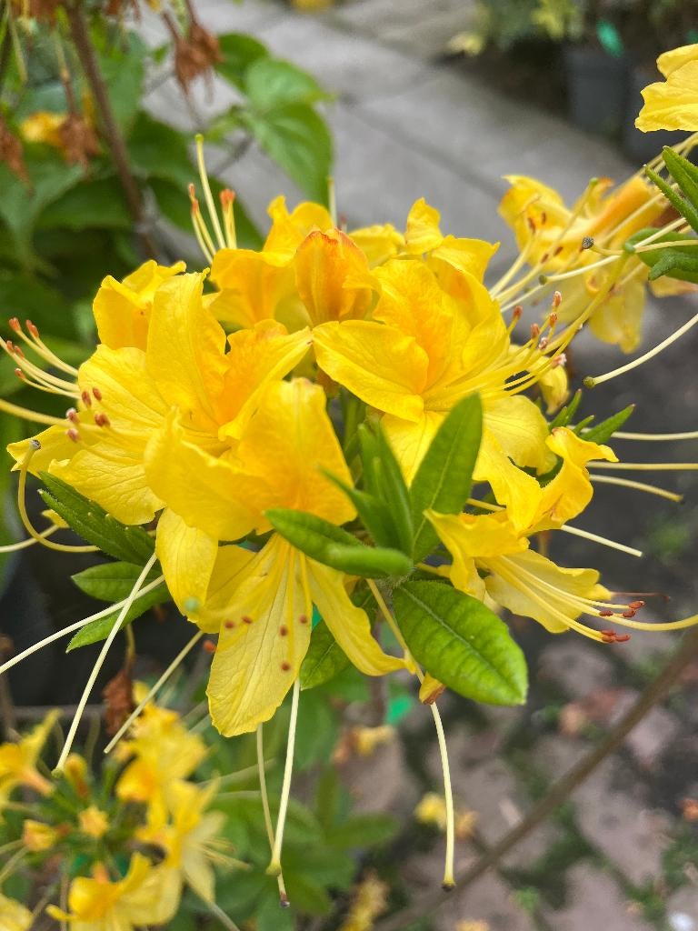 Bomen en Struiken, Rhododendron luteum,  BOSAZALEA € 13,95, Tuin en Terras, Planten | Bomen, Halfschaduw, Overige soorten, Lente