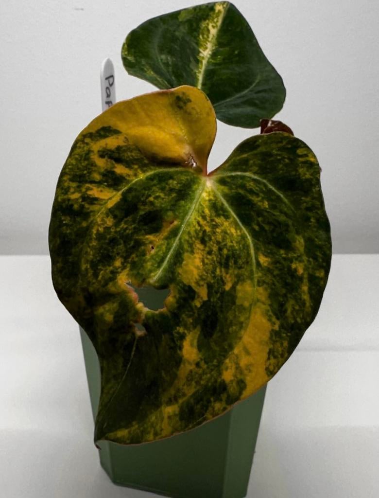 Anthurium pap var x rl (jv), Ophalen of Verzenden, Halfschaduw, Minder dan 100 cm