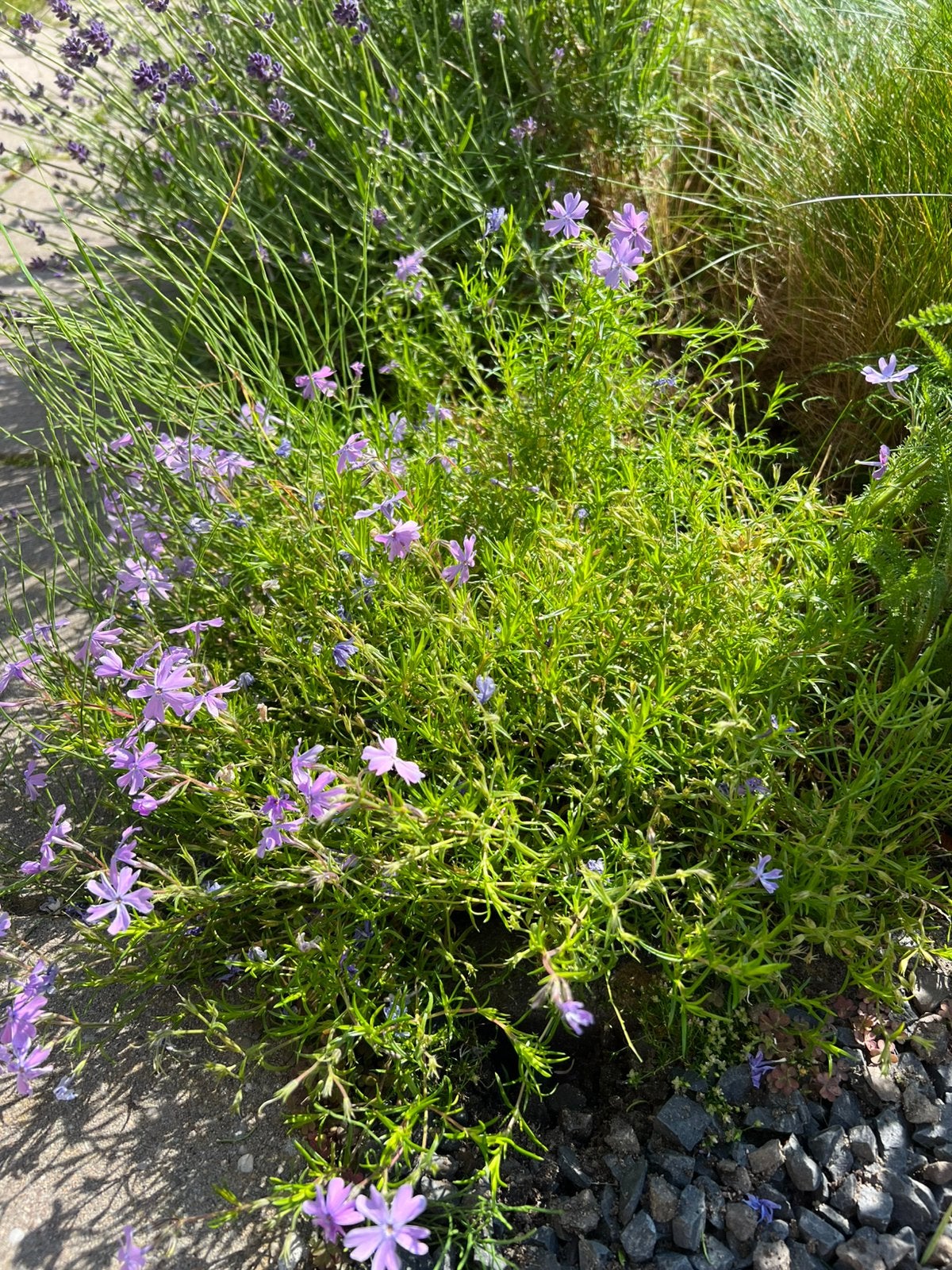 Phlox ‘Bavaria’ - kruipphlox, Tuin en Terras, Ophalen, Bodembedekkers, Vaste plant, Halfschaduw