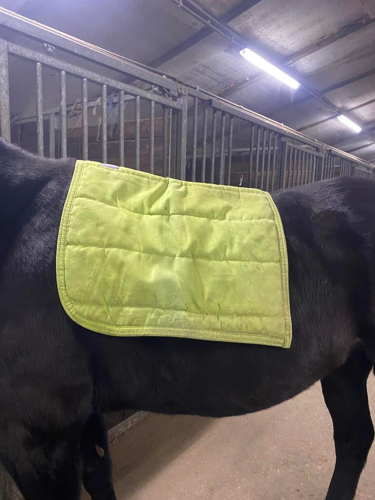 QHP dekje te koop., QHP, Zadeldekje, Overige materialen, Zo goed als nieuw