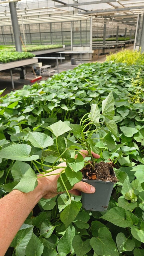 300x stuks Zoete aardappel planten - SPOTGOEDKOOP, Ophalen of Verzenden, Vaste plant, Overige soorten, Volle zon