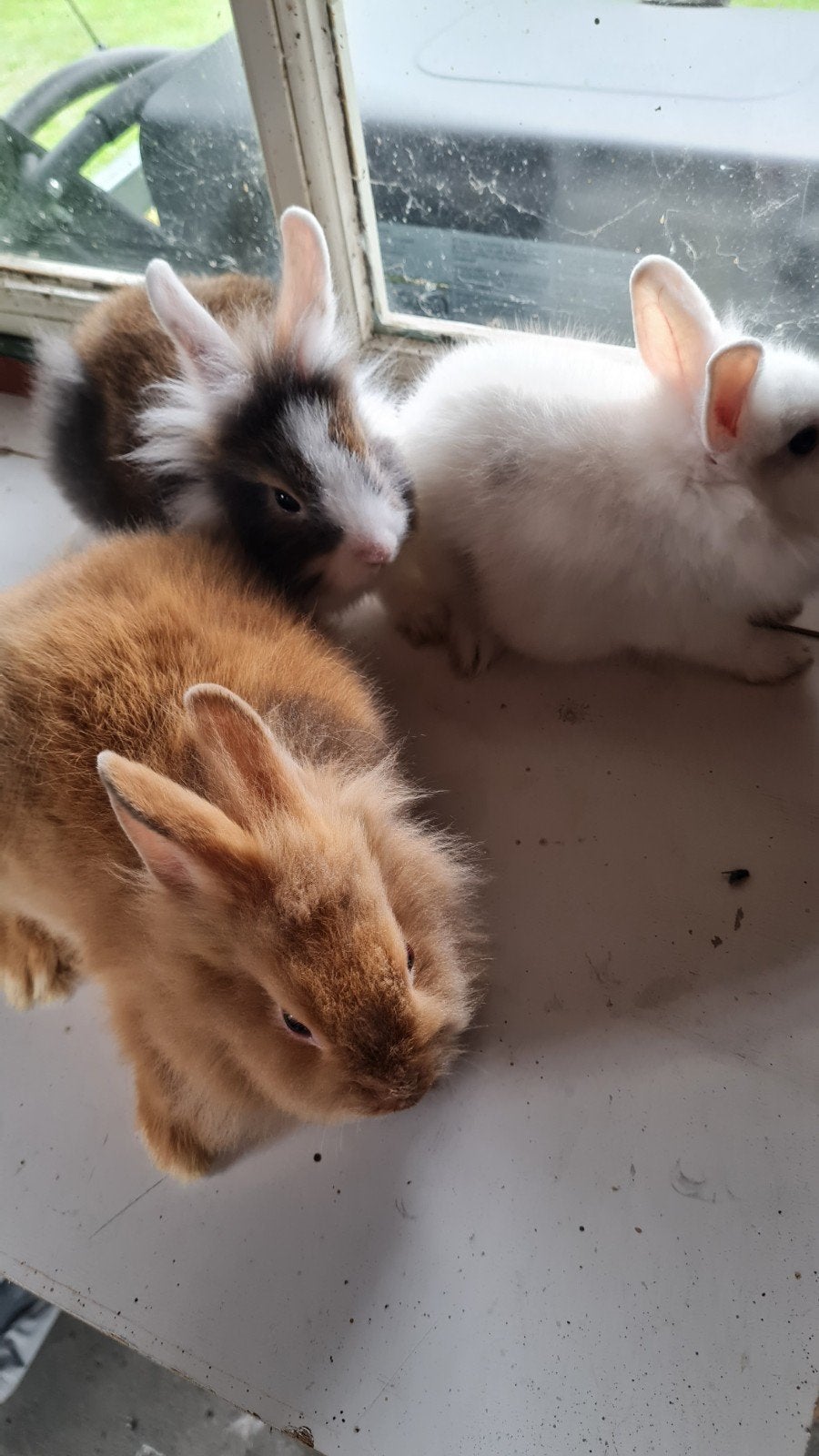 Jonge baard konijnen., Dieren en Toebehoren, Konijnen, Meerdere dieren