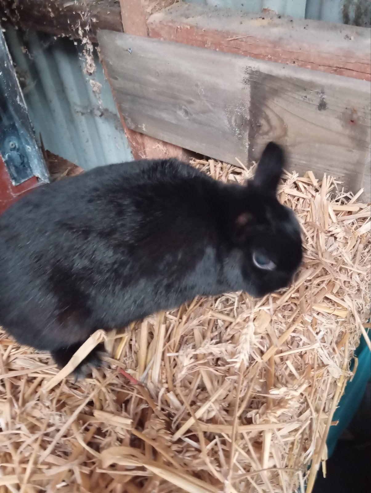 Te koop aangeboden, Dieren en Toebehoren, Mannelijk, Groot