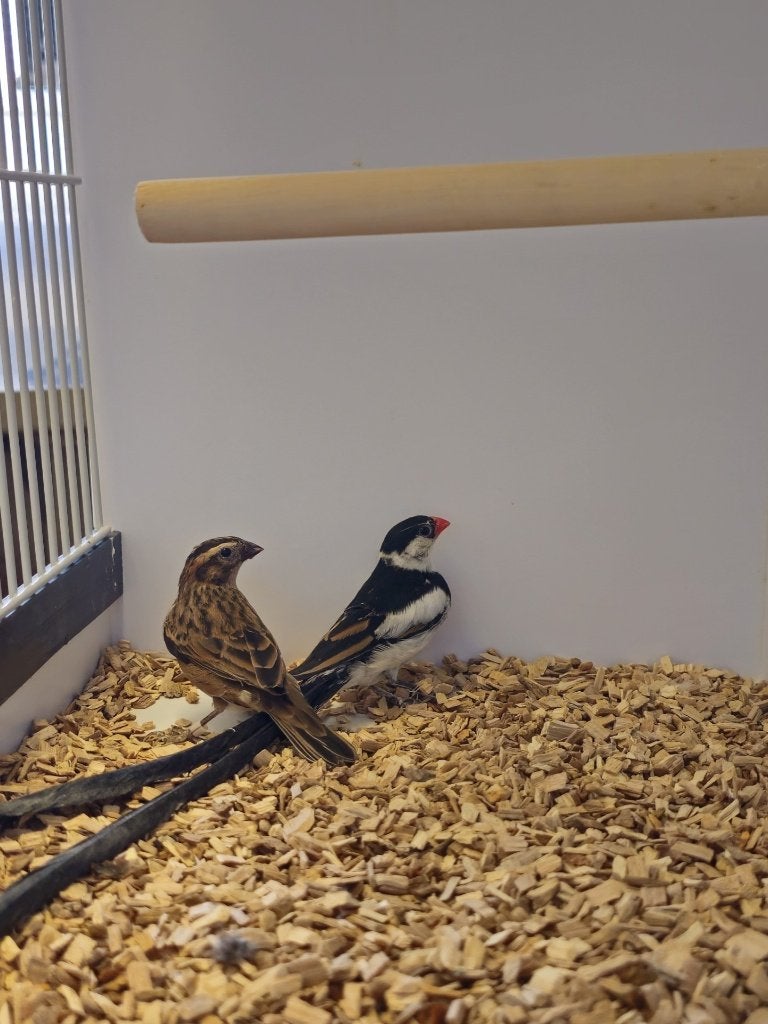 Dominicaanse Wida | Broedkoppel | 2023, Meerdere dieren, Tropenvogel