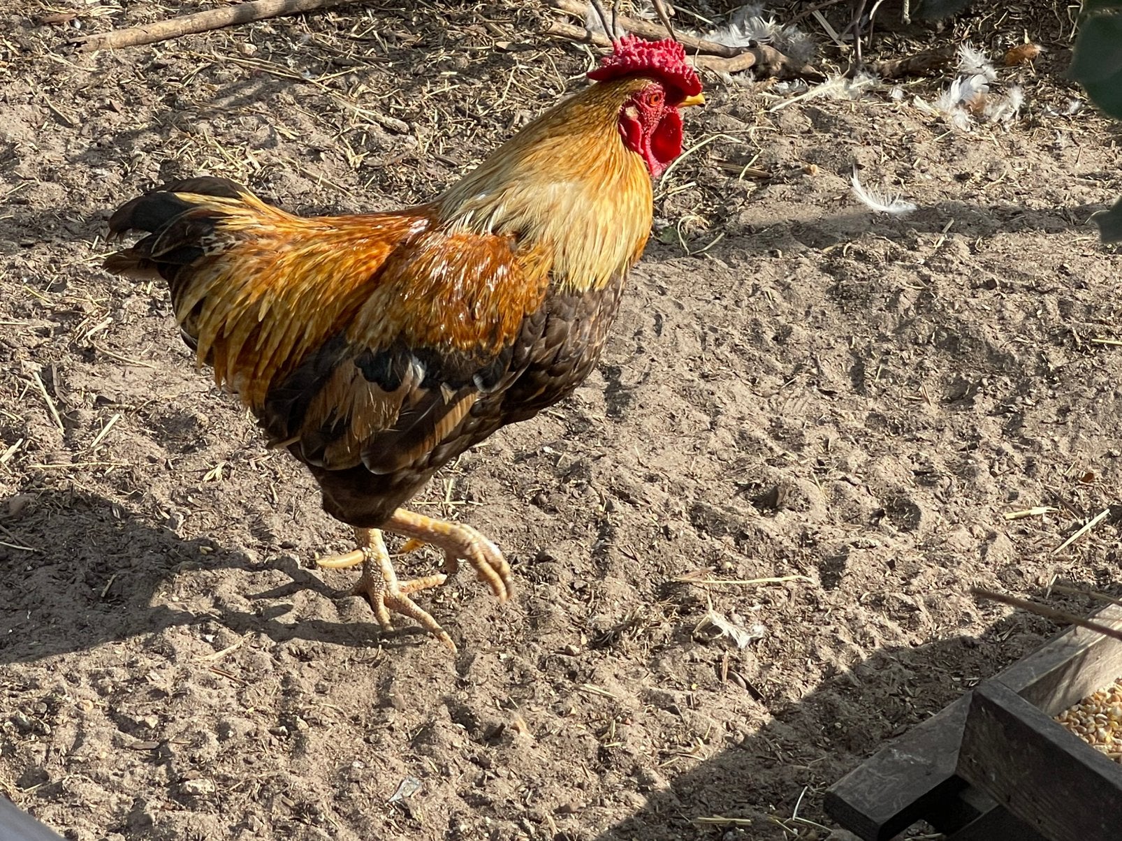 4Mooie jonge  Wayandotte hanen div kleuren(prijs per stuk), Dieren en Toebehoren, Mannelijk, Kip