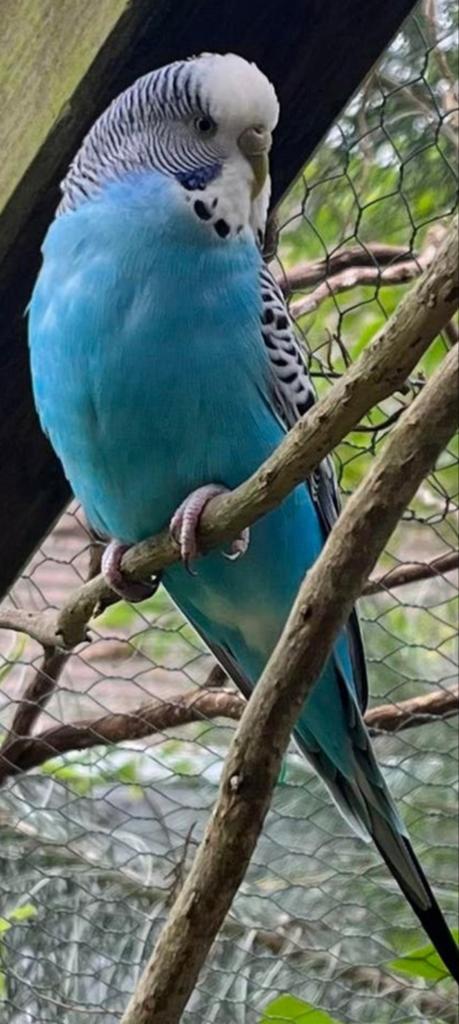 Grasparkiet, Dieren en Toebehoren, Vogels | Parkieten en Papegaaien, Vrouwelijk, Parkiet