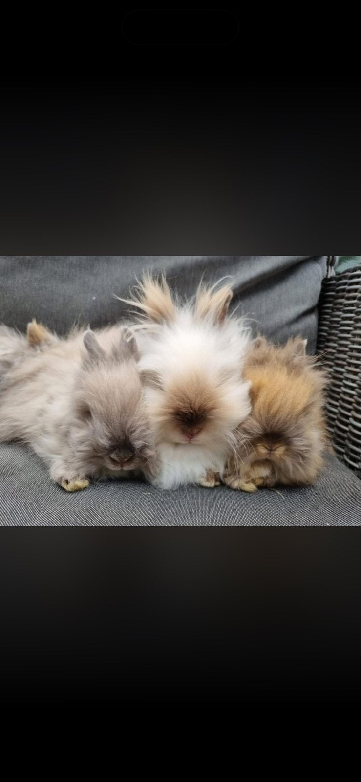 Teddy dwerg konijntjes, Dieren en Toebehoren, Konijnen, Dwerg, Meerdere dieren