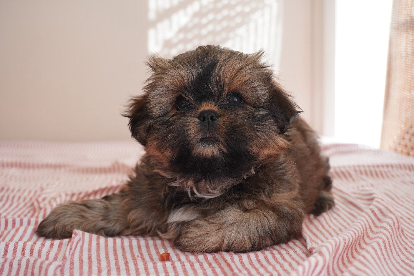Shih Tzu x Shih Poo Puppy Reutje Gucci, Parvo, 8 tot 15 weken, Eén hond, Nederland