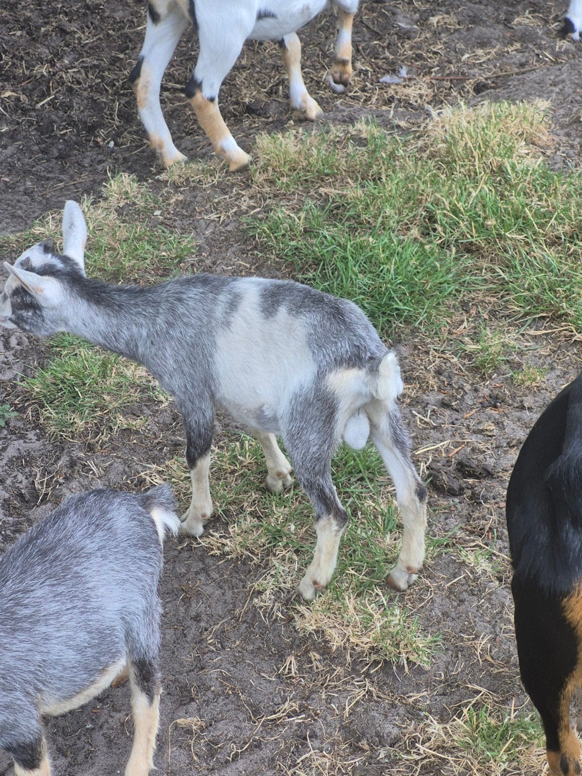 blauwschimmel  bokje van begin juni 2026, Dieren en Toebehoren, Schapen, Geiten en Varkens, Mannelijk, Geit
