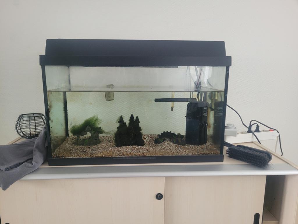 Vis akwarm, Dieren en Toebehoren, Ophalen