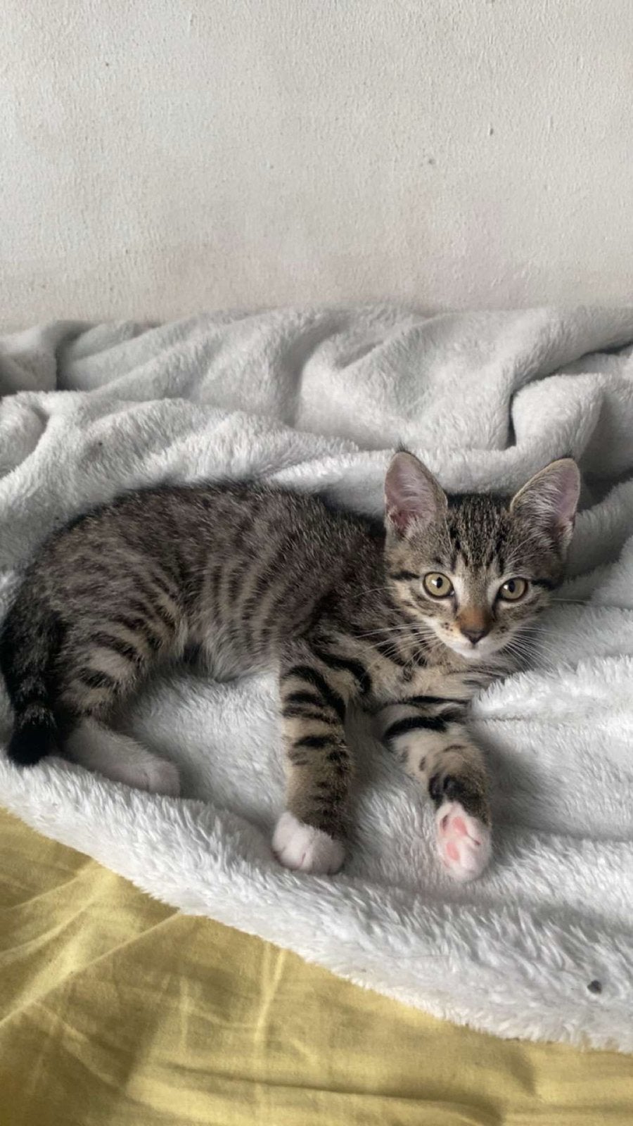 Kitten, Dieren en Toebehoren, Katten en Kittens | Overige Katten