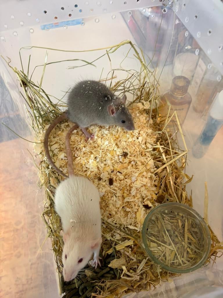 ratten, Dieren en Toebehoren, Knaagdieren, Rat, Maart, Meerdere dieren, Tam