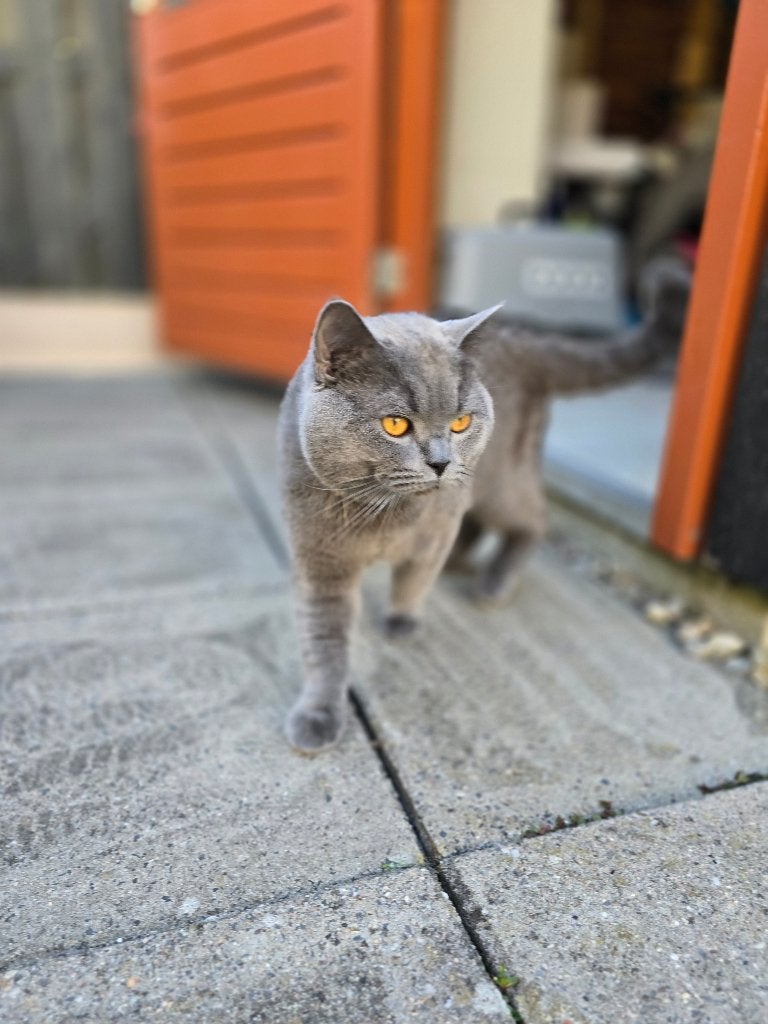 Britse korthaar kater, Kater, Ontwormd, 0 tot 2 jaar