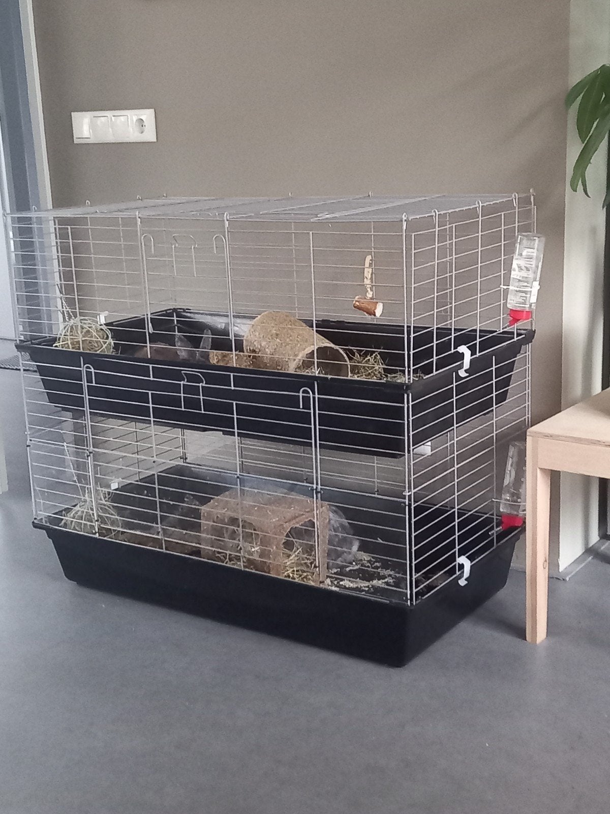 twee konijnen en hok met accessoires, Dieren en Toebehoren, 110 cm of meer, Cavia, Ophalen of Verzenden, Zo goed als nieuw