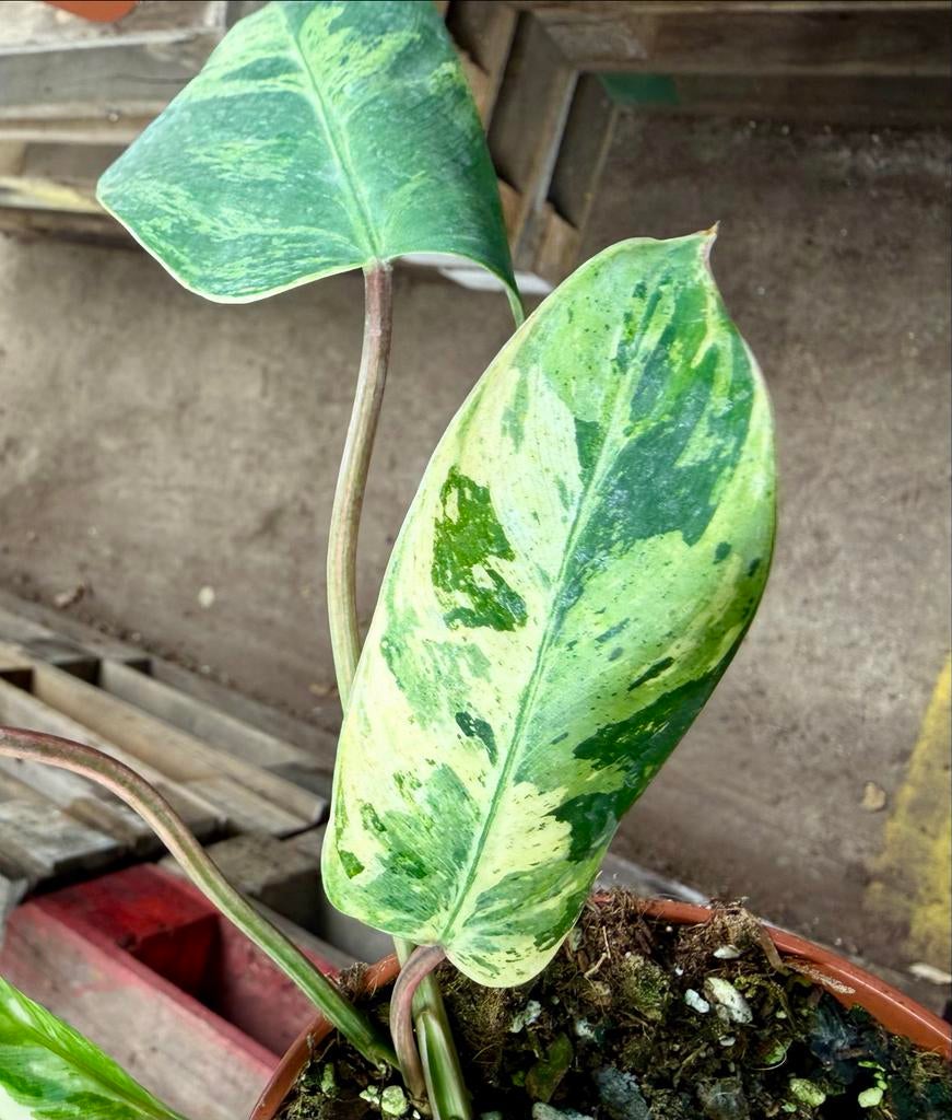 Philodendron Emerald Queen p12, Huis en Inrichting, Kamerplanten, Ophalen of Verzenden