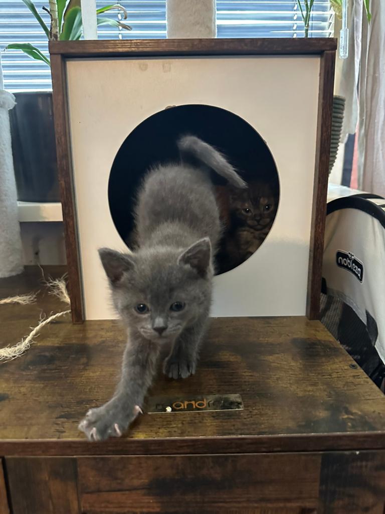 Exclusieve Maine Coon kruising kittens (Black Smoke), Meerdere dieren