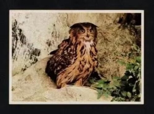Oehoe Uil Roofvogel Bubo Bubo, Ophalen of Verzenden, 1980 tot heden, Ongelopen, Vogel