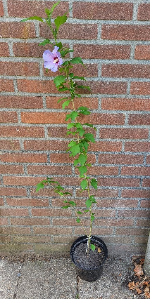 Hibiscus, Vaste plant, Halfschaduw, Zomer, Ophalen
