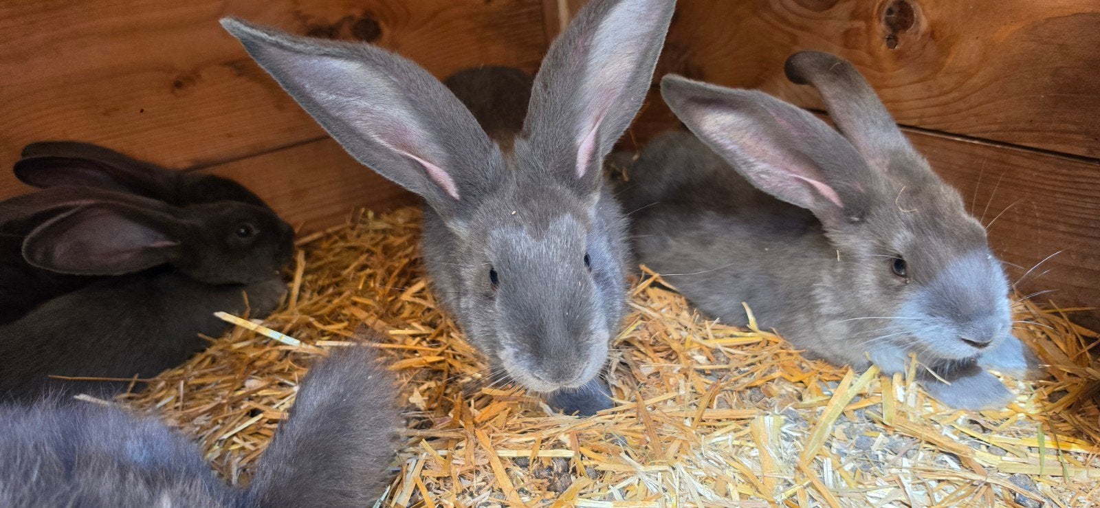 Blauwe Vlaamse Reus/Reuzen, Meerdere dieren, Groot