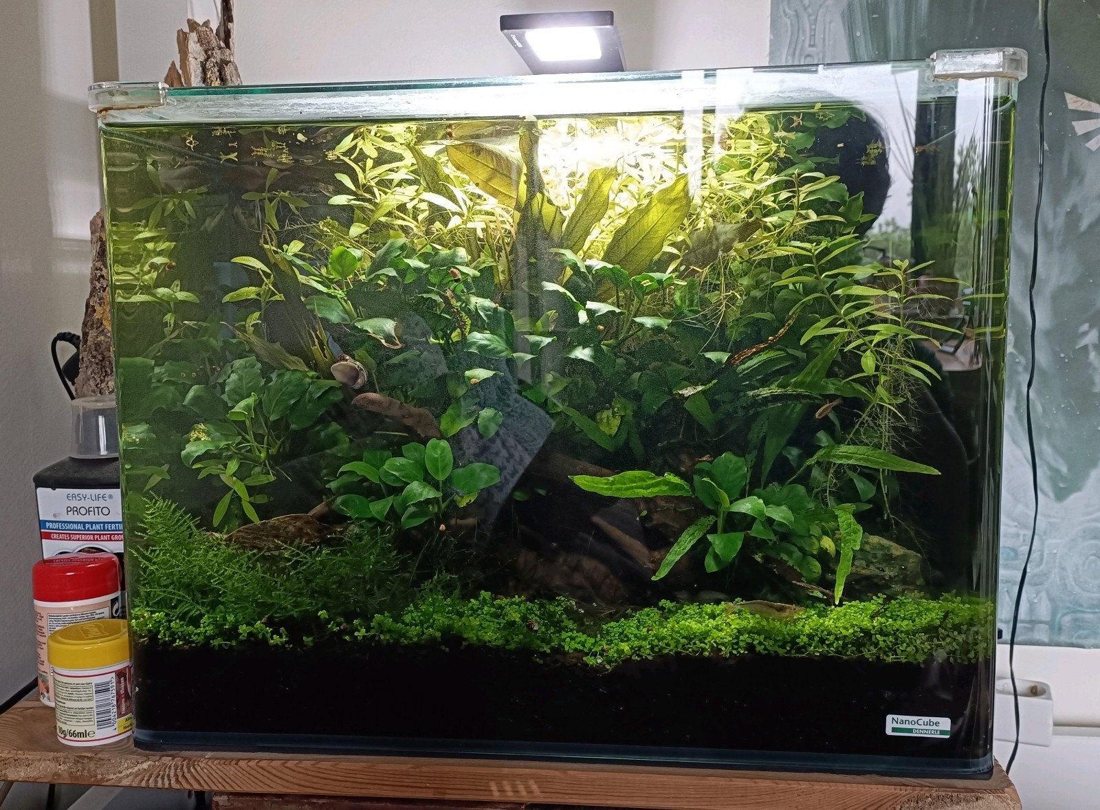 Dennerle Scaper's Tank 55L met gezond ecosysteem en bodem, Ophalen, Gebruikt, Inclusief planten, Dennerle