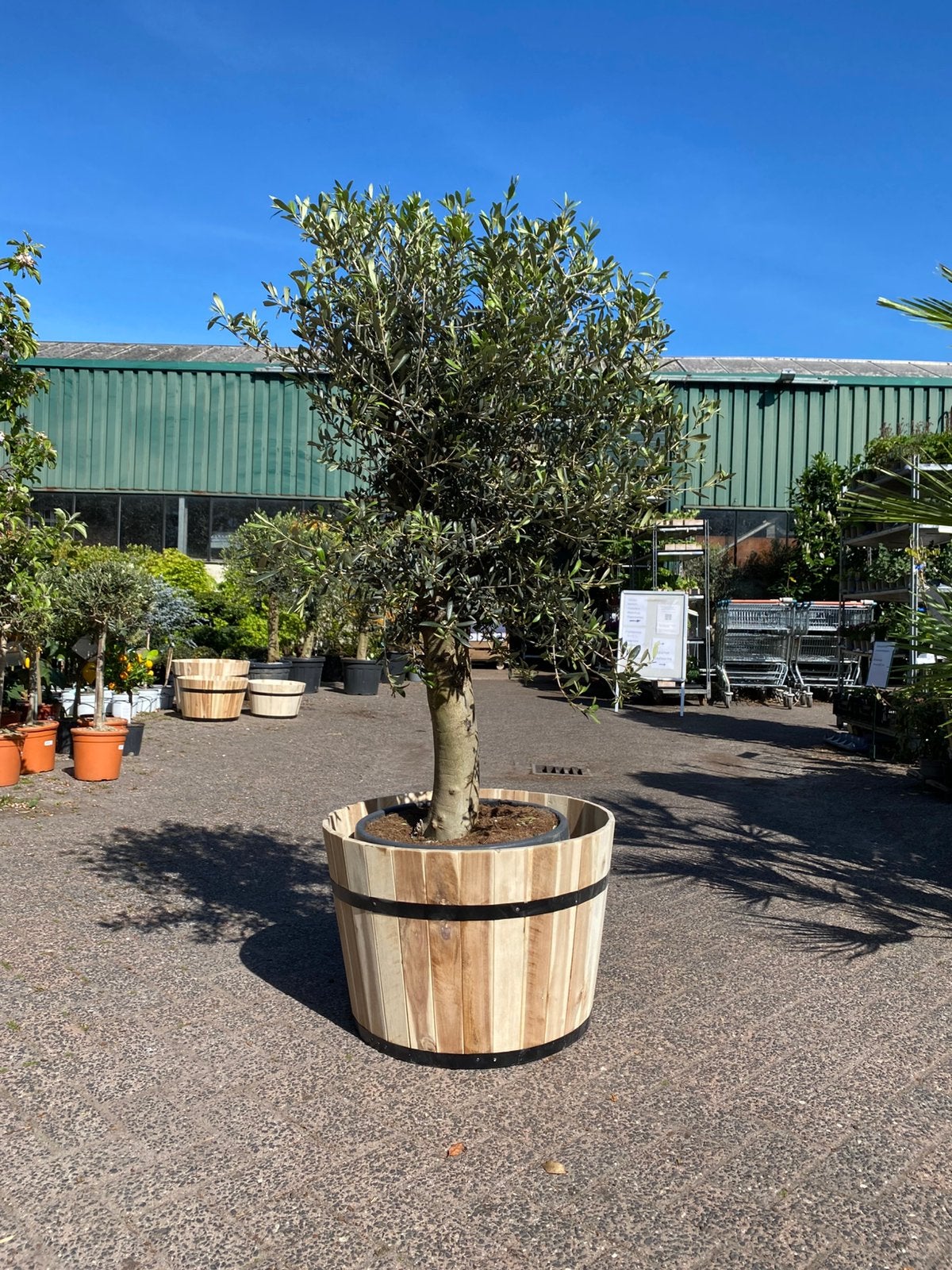 Olijfboom in houten kuip - Mediterrane sfeer voor uw tuin, Volle zon, Vaste plant, Bloeit niet, Ophalen