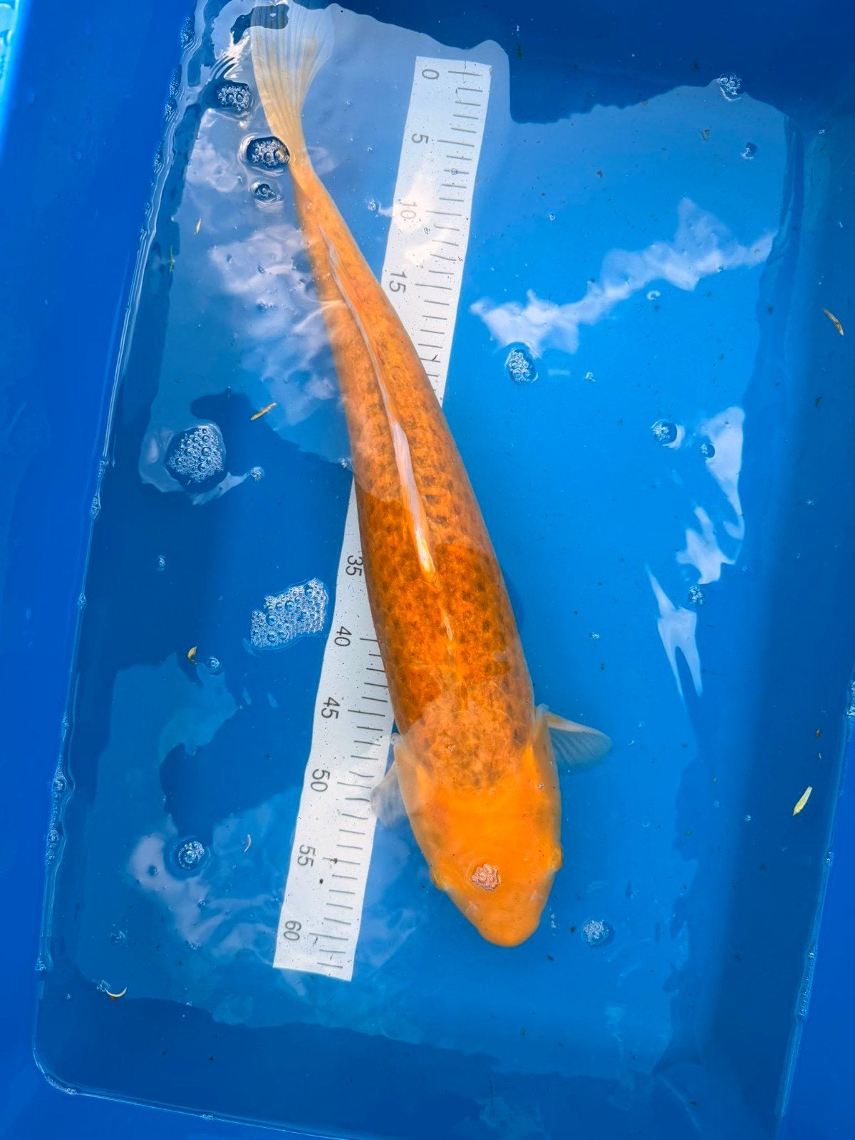Orenji Ogon +/- 55 cm, Dieren en Toebehoren