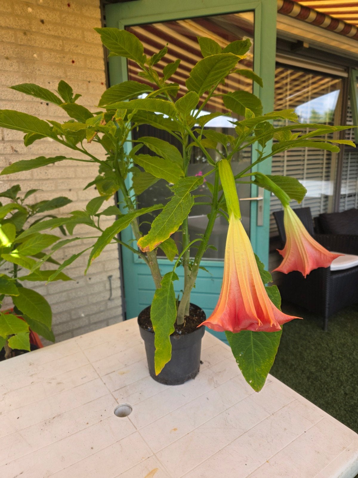 Grote brugmansia (70 cm hoog) met rose bloemen, Tuin en Terras, Planten | Tuinplanten, Ophalen, Overige soorten, Volle zon