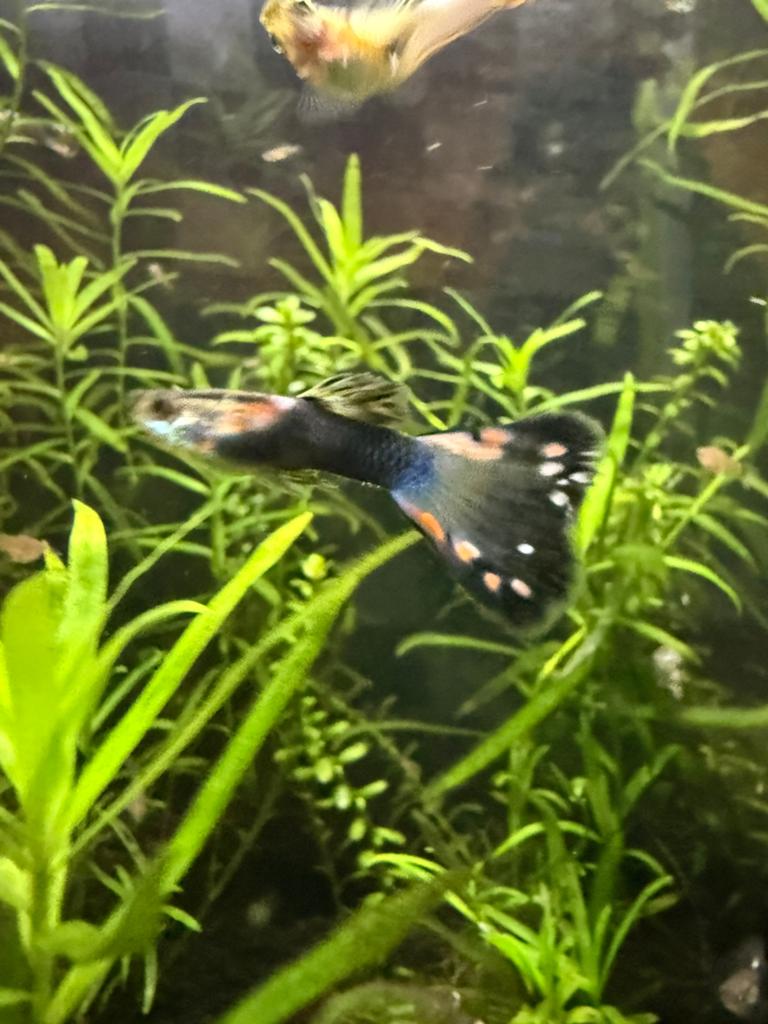 Gup guppies guppen endler en mix leopard, Dieren en Toebehoren, Vis