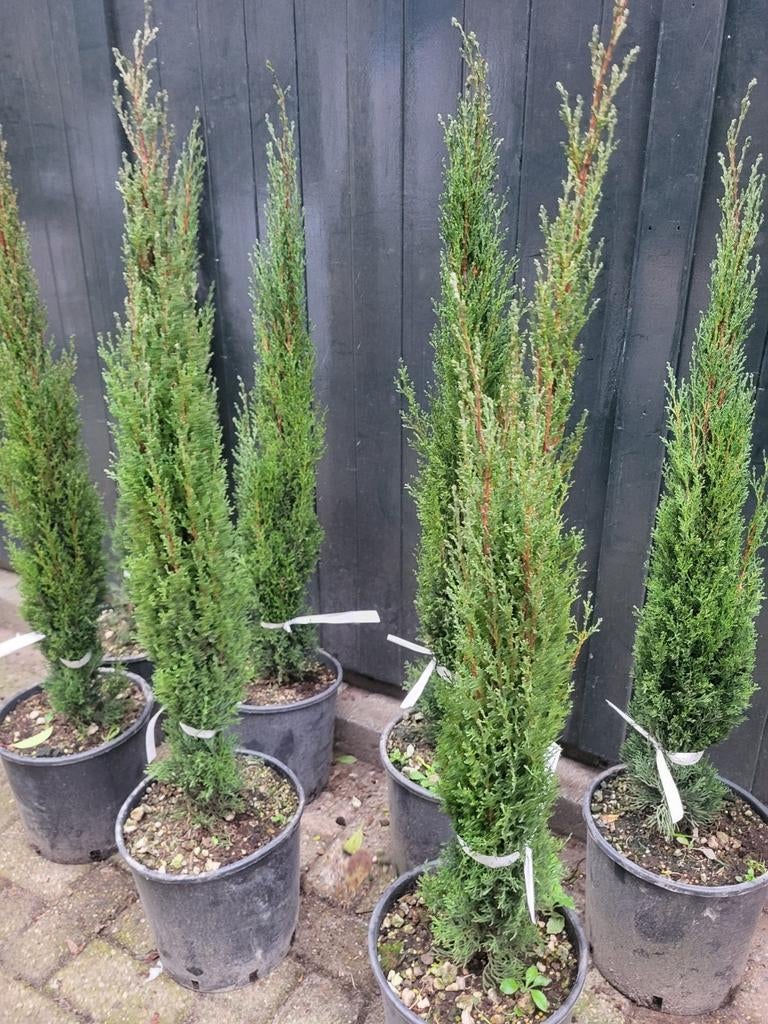 Cupressus sempervirens nu uitzoeken €29.99, Ophalen of Verzenden, Minder dan 100 cm