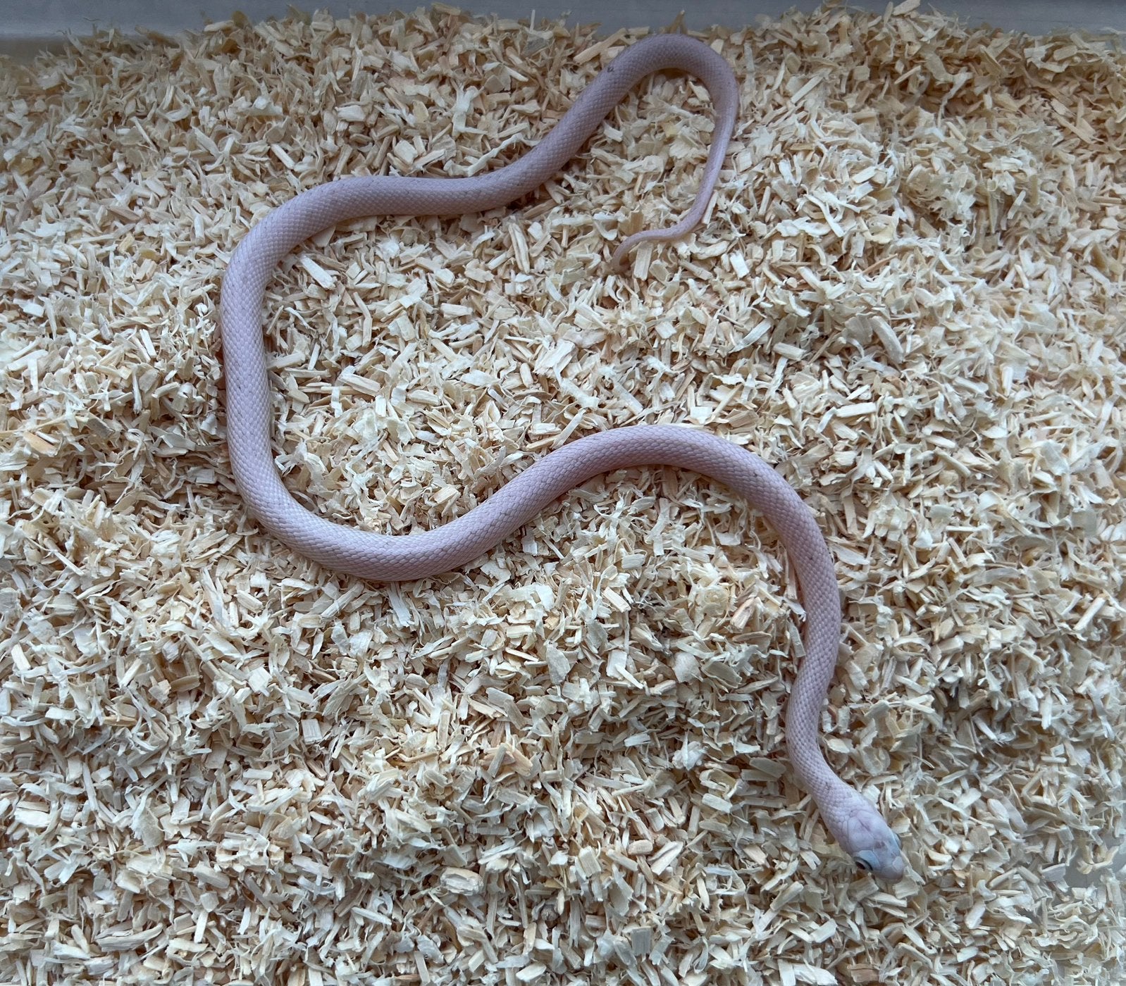 Rattenslangen 2025/26 Rat Snake photo 7
