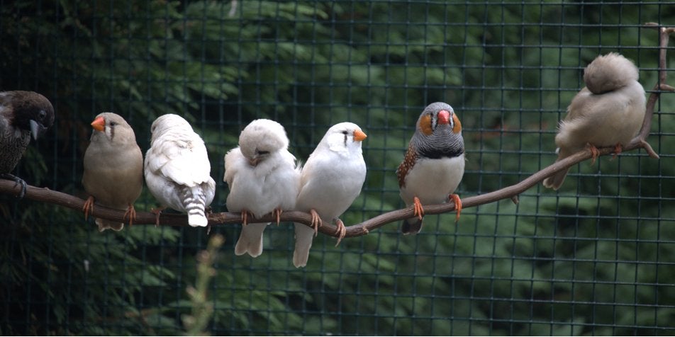Zebravinken, Meerdere dieren, Tropenvogel