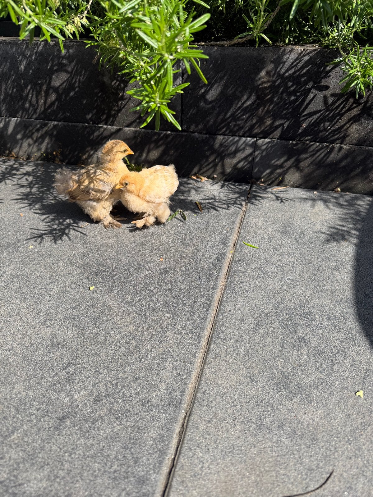 kuikens. ., Meerdere dieren, Kip