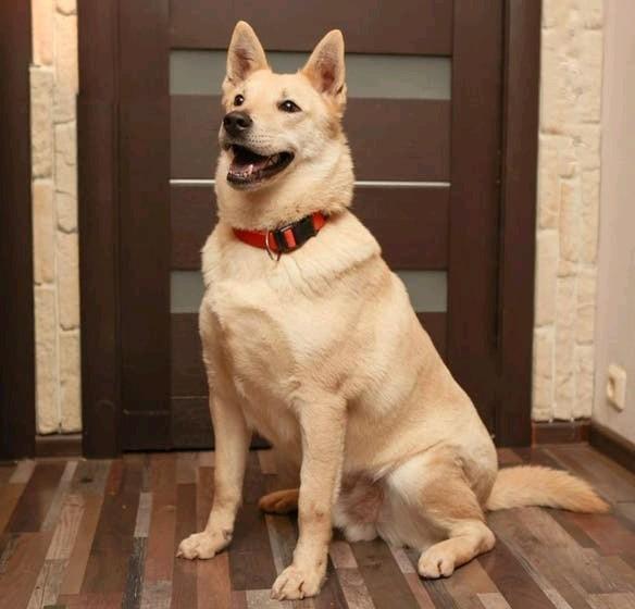 Hond met super karakter zoekt huis!!, 6 jaar of ouder, Particulier, Reu, Buitenland