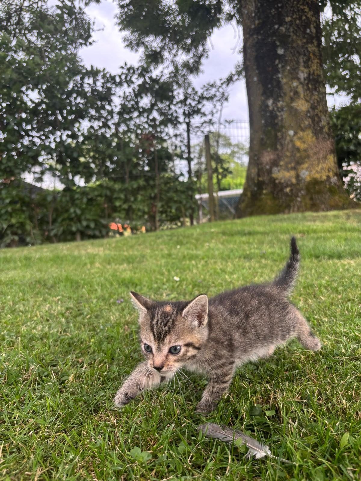Kittens te koop, Dieren en Toebehoren, Katten en Kittens | Overige Katten, Poes