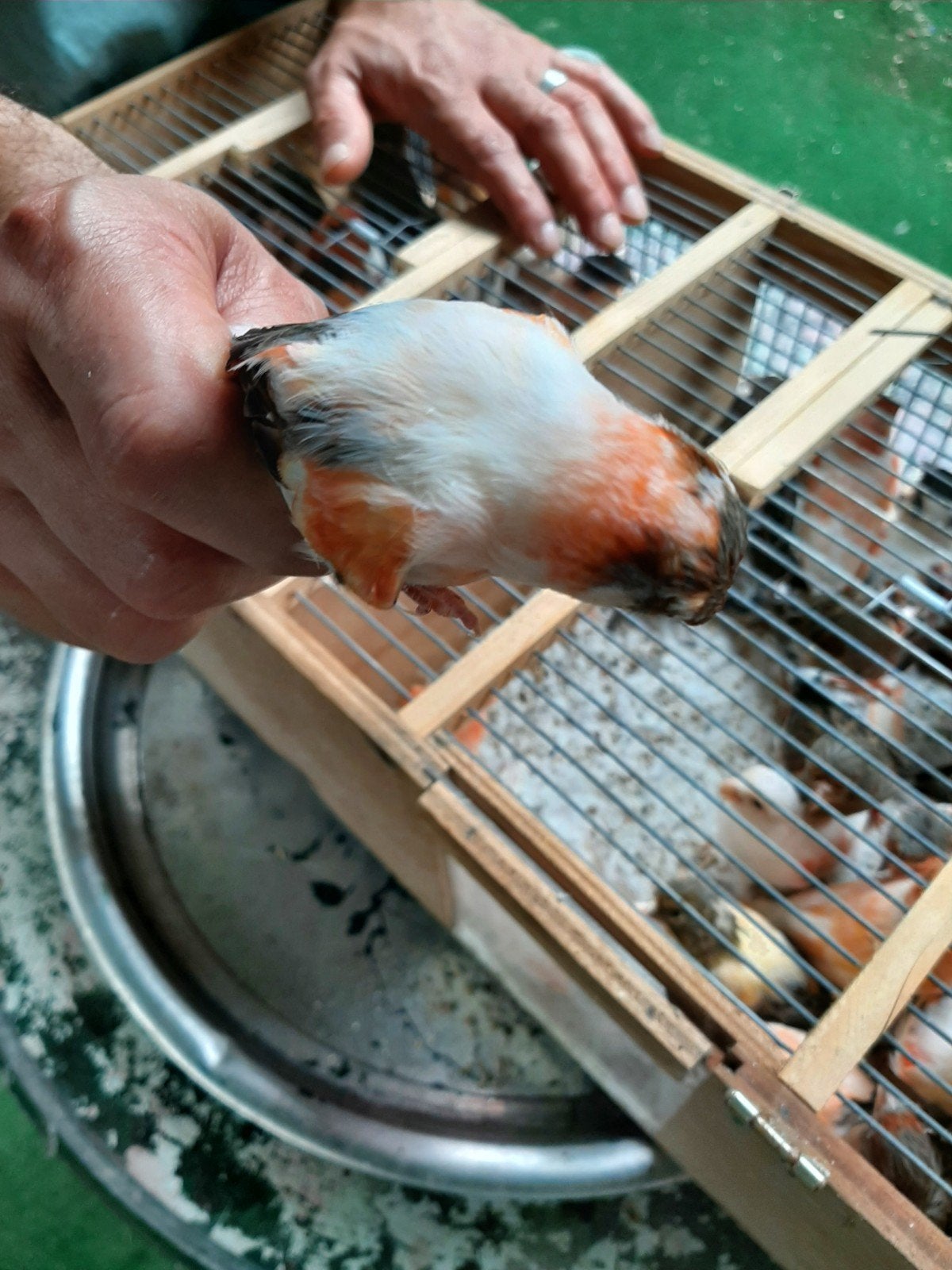 t.k. zeer mooie koppels harlekijn kanaries 2026/25, Dieren en Toebehoren, Vogels | Kanaries, Meerdere dieren, Kleurkanarie